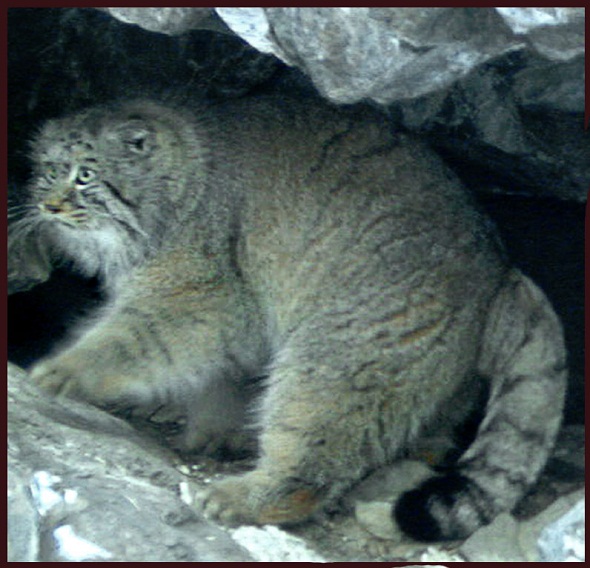 manul.jpg