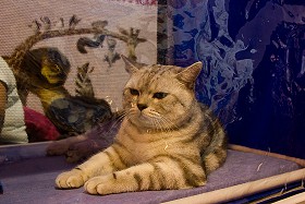 Выставка кошек в Красноярске
