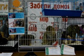 Выставка кошек в Красноярске